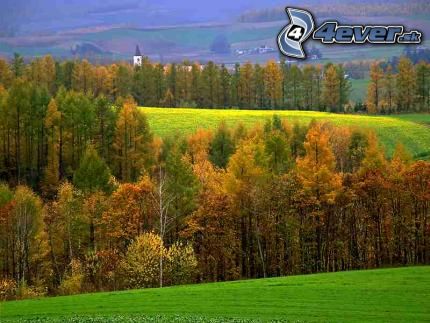 [obrazky.4ever.sk] lesy a luky 9789981.jpg