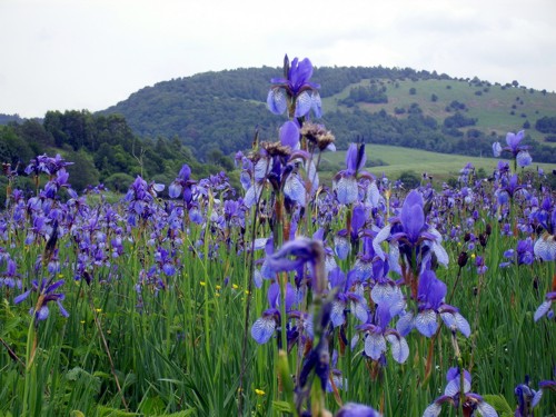 kosatce_2007.jpg