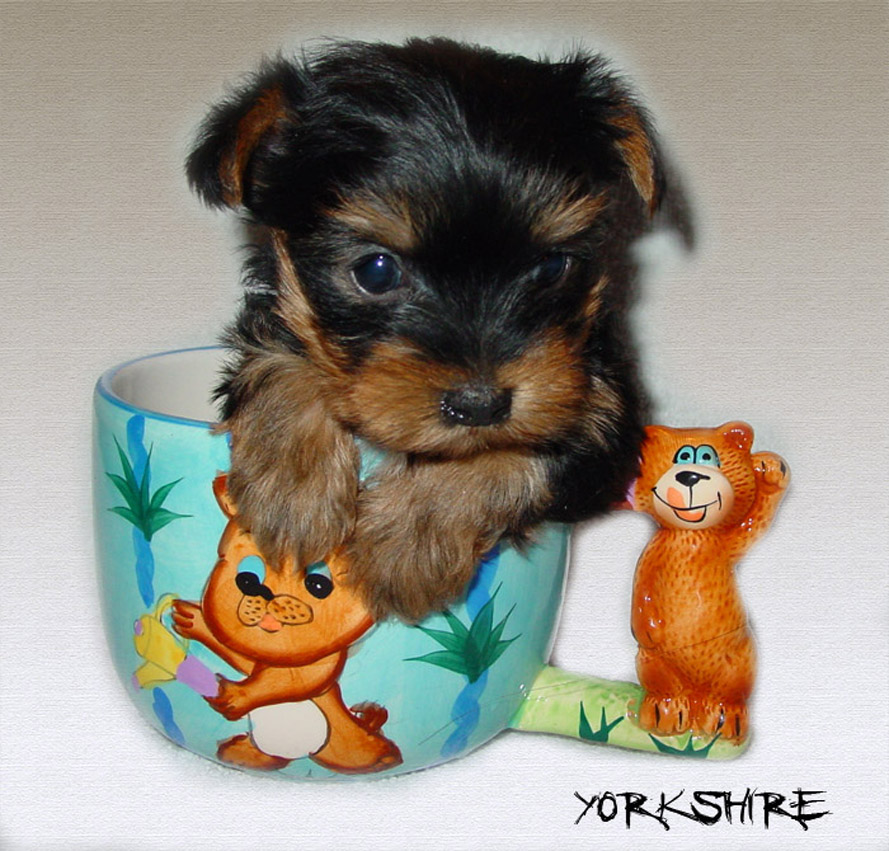 yorkshire%20terier%20v%20skodelici[1].jpg